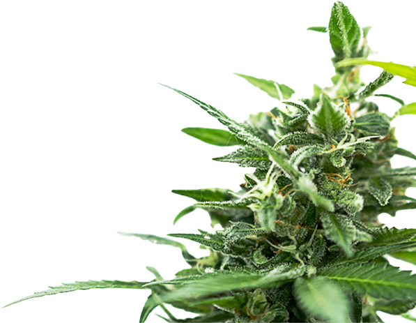 Cannabis Plant